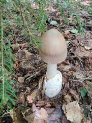 IMG_20230725_133249.thumb.jpg.1fd7d812e062102c9ab4a79e31c55f3e.jpg