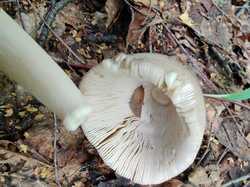 IMG_20230725_133303.thumb.jpg.27efa31c927c02b0fbd64cb7b6d0290f.jpg