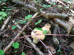 IMG_20230726_094044.jpg
