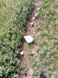 IMG_20230726_162748_554.jpg