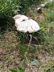 IMG_20230726_162750_811.jpg