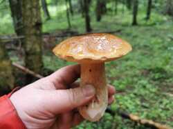IMG_20230729_090904.thumb.jpg.dff339ccf770a7137603a73bc415cd6f.jpg