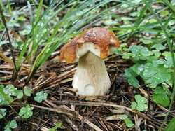 IMG_20230729_091615.thumb.jpg.7f7ae91f5b558e6ffe3e21aabcbf150f.jpg