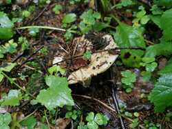 IMG_20230729_094416.thumb.jpg.c88823b5482a829ed45b1b5bb4429d15.jpg