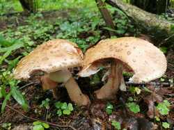 IMG_20230729_094637.thumb.jpg.166357dc565f515ac003ae58479c7270.jpg