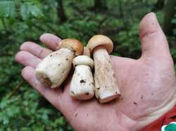 IMG_20230729_095634.thumb.jpg.b86d469292d23c812724da81f57446e9.jpg