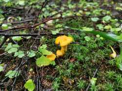 IMG_20230729_100033.thumb.jpg.49000cf62a071c6cfaf7b17616e7407d.jpg