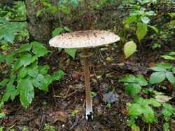 IMG_20230729_102222.thumb.jpg.e7451a70368929772d786e48608b4694.jpg