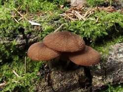 Pluteus_cf_thomsonii_MVK_20230702-01.JPG