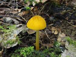 Pluteus_leoninus_MVK_20230702-03.JPG