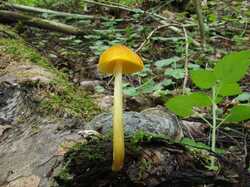 Pluteus_leoninus_MVK_20230702-04.JPG