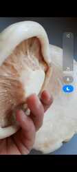 Screenshot_2023-07-25-13-33-34-732_com.whatsapp.jpg