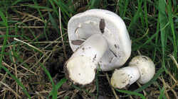 Agaricus_arvensis_AWP_20230813.thumb.JPG.998800ed60c43a46aa63fa09f2b73405.JPG