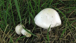 Agaricus_arvensis_AWP_20230813_.thumb.JPG.a281fdb636283e003cdb997b3d31632c.JPG