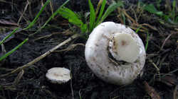 Agaricus_bitorquis_AWP_20230806.thumb.JPG.b9c0f22b80f618a88437f87c1cc35830.JPG