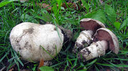 Agaricus_bitorquis_AWP_20230808.thumb.JPG.667108f2790a32bfd4eb3d8ba56fffcf.JPG