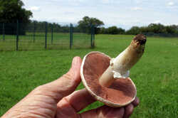 Agaricus_campestris_AWP_20230808_.thumb.JPG.d2736987fd968bb0ae08f1522ce06b27.JPG