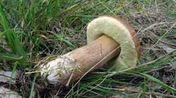 Boletus_reticulatus_2_AWP_20230808.thumb.JPG.2a4cbc25e516d64df896395ac94d53ae.JPG