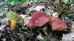 Hortiboletus_rubellus_AWP_20230808.thumb.JPG.a824ddc408cb17a7b6ae77f95e54ff31.JPG