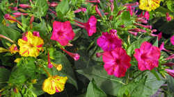 Mirabilis_jalapa_AWP_20230726.thumb.JPG.38051cb540fbf94f6ee14d17768328a8.JPG