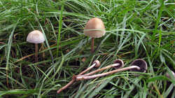 Panaeolus_semiovatus_AWP_20230828.thumb.JPG.83e3c9a25699108738bca70915f5f29e.JPG