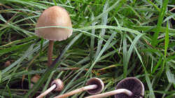 Panaeolus_semiovatus_AWP_20230828_F.thumb.JPG.208c32aae5a47fa990f00d791e0640ea.JPG