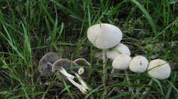 Psathyrella_candolleana_AWP_20230822.thumb.JPG.006c89a266e8775172b869c64de49633.JPG