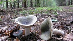 Russula_aeruginea_AWP_20230817.thumb.JPG.dfed65a574736bf44bda97712b0f8465.JPG