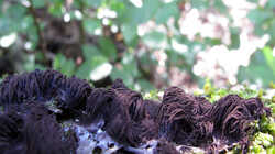 Stemonitis_sp_1.thumb.JPG.fc946d825ed744d5bd5ee427ee524999.JPG