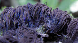 Stemonitis_sp_1_FF.thumb.JPG.96e3947ab9789196e60010145531dfdc.JPG