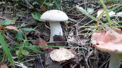 20230901_124351.thumb.jpg.c1b07b7c54963a523a1f839b06685c79.jpg
