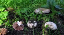 Agaricus_campestris_AWP_20230901.thumb.JPG.812242994bf4c0950375a599098ab2ee.JPG