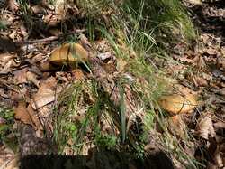 IMG_8243.jpeg