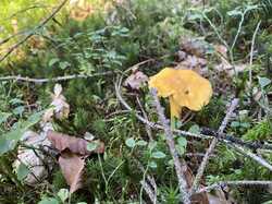 IMG_8248.jpeg