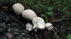 Lycoperdon_pratense_Mycenastrum_corium_AWP_20230901.thumb.JPG.41724fcb591901cf2915d26ec65236b8.JPG