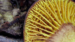 Phylloporus_pelletieri_AWP_20230908_F.thumb.JPG.8f5df027103cf988574b407f59266d01.JPG
