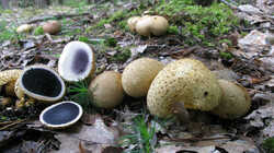 Scleroderma_citrinum_2_AWP_20230901.thumb.JPG.615d0b046e8418d0b07d412ebaf11943.JPG