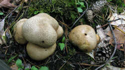 Scleroderma_citrinum_3_AWP_20230901.thumb.JPG.2a4a1ef1300c33cd20e3ac641cabbe7c.JPG