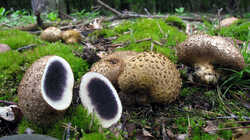Scleroderma_citrinum_AWP_20230901.thumb.JPG.09e555bd3f10ea2f32c26d704504ba16.JPG