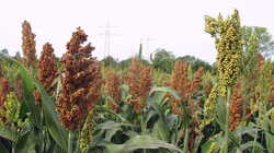 Sorghum_sp_AWP_20230917.thumb.JPG.df1dd7bfd5c767aa174fff6f3b41f157.JPG