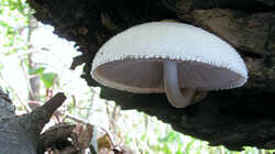 Volvariella_bombycina_AWP_20230920.thumb.JPG.710826be9126c73961e657df28c491f4.JPG