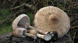 1310443636_Macrolepiota_procera_4AWP_20231110.thumb.JPG.20d319760913eeea485a5876ead4e6b8.JPG