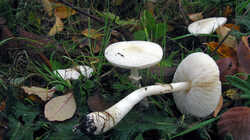1466673155__Leucoagaricus_sp.thumb.JPG.a5f1a9f652dea089419b6feff3b8e4f7.JPG