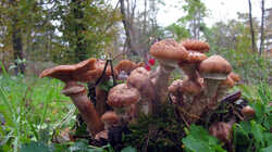 1597527759_Armillaria_ostoyae__20231102.thumb.JPG.58dc0bab1887ac041fad0b667242d161.JPG
