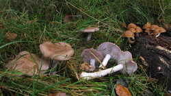 2070549231_Lepista_nuda__20231110.thumb.JPG.81cd5f1afa4f578b84dec0a85e64b86b.JPG