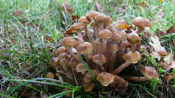 2122924656_Armillaria_mellea_.thumb.JPG.aa5749f84aff69e373b0630f385ebe85.JPG