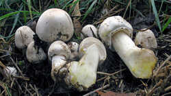 Agaricus_arvensis_AWP_20231105.thumb.JPG.d8c3432d55f4f28dd0a6702c013a567f.JPG