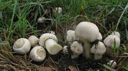 Agaricus_arvensis_AWP_20231107.thumb.JPG.480176ce9472c6be9c2f2871d0b0bb42.JPG