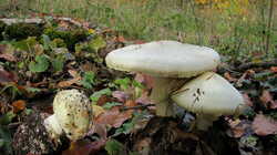 Amanita_citrina.thumb.JPG.6a7bdd3c28d5fe5df16a7874e3cb41fb.JPG
