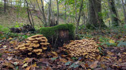 Armillaria_mellea.thumb.JPG.380d910b9bab965456c8267186a3269c.JPG